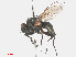  ( - RMNH.INS.551344)  @12 [ ] CreativeCommons - Attribution Non-Commercial Share-Alike (2013) Unspecified Naturalis Biodiversity Center