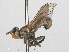  ( - RMNH.INS.551361)  @11 [ ] CreativeCommons - Attribution Non-Commercial Share-Alike (2013) Unspecified Naturalis Biodiversity Center
