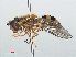  ( - RMNH.INS.551362)  @12 [ ] CreativeCommons - Attribution Non-Commercial Share-Alike (2013) Unspecified Naturalis Biodiversity Center