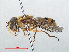  ( - RMNH.INS.551363)  @11 [ ] CreativeCommons - Attribution Non-Commercial Share-Alike (2013) Unspecified Naturalis Biodiversity Center