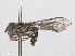  ( - RMNH.INS.551390)  @13 [ ] CreativeCommons - Attribution Non-Commercial Share-Alike (2013) Unspecified Naturalis Biodiversity Center