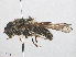  ( - RMNH.INS.551393)  @11 [ ] CreativeCommons - Attribution Non-Commercial Share-Alike (2013) Unspecified Naturalis Biodiversity Center
