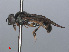  (Neoascia interrupta - RMNH.INS.551600)  @12 [ ] CreativeCommons - Attribution Non-Commercial Share-Alike (2013) Unspecified Naturalis Biodiversity Center