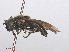  ( - RMNH.INS.551616)  @11 [ ] CreativeCommons - Attribution Non-Commercial Share-Alike (2013) Unspecified Naturalis Biodiversity Center