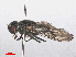  ( - RMNH.INS.551625)  @11 [ ] CreativeCommons - Attribution Non-Commercial Share-Alike (2013) Unspecified Naturalis Biodiversity Center