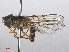  ( - RMNH.INS.551628)  @13 [ ] CreativeCommons - Attribution Non-Commercial Share-Alike (2013) Unspecified Naturalis Biodiversity Center