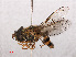  ( - RMNH.INS.551629)  @13 [ ] CreativeCommons - Attribution Non-Commercial Share-Alike (2013) Unspecified Naturalis Biodiversity Center