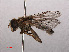  ( - RMNH.INS.551670)  @11 [ ] CreativeCommons - Attribution Non-Commercial Share-Alike (2013) Unspecified Naturalis Biodiversity Center