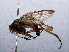  ( - RMNH.INS.551679)  @12 [ ] CreativeCommons - Attribution Non-Commercial Share-Alike (2013) Unspecified Naturalis Biodiversity Center