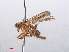  ( - RMNH.INS.551722)  @12 [ ] CreativeCommons - Attribution Non-Commercial Share-Alike (2013) Unspecified Naturalis Biodiversity Center