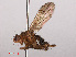  ( - RMNH.INS.551723)  @13 [ ] CreativeCommons - Attribution Non-Commercial Share-Alike (2013) Unspecified Naturalis Biodiversity Center