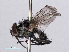  (Anthomyia procellaris - RMNH.INS.551729)  @14 [ ] CreativeCommons - Attribution Non-Commercial Share-Alike (2013) Unspecified Naturalis Biodiversity Center