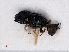  ( - RMNH.INS.551737)  @11 [ ] CreativeCommons - Attribution Non-Commercial Share-Alike (2013) Unspecified Naturalis Biodiversity Center