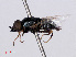  ( - RMNH.INS.551739)  @11 [ ] CreativeCommons - Attribution Non-Commercial Share-Alike (2013) Unspecified Naturalis Biodiversity Center