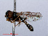  ( - RMNH.INS.551778)  @13 [ ] CreativeCommons - Attribution Non-Commercial Share-Alike (2013) Unspecified Naturalis Biodiversity Center