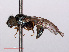  ( - RMNH.INS.551779)  @13 [ ] CreativeCommons - Attribution Non-Commercial Share-Alike (2013) Unspecified Naturalis Biodiversity Center