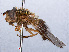  ( - RMNH.INS.551787)  @13 [ ] CreativeCommons - Attribution Non-Commercial Share-Alike (2013) Unspecified Naturalis Biodiversity Center