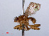  ( - RMNH.INS.551792)  @13 [ ] CreativeCommons - Attribution Non-Commercial Share-Alike (2013) Unspecified Naturalis Biodiversity Center