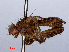  ( - RMNH.INS.551793)  @12 [ ] CreativeCommons - Attribution Non-Commercial Share-Alike (2013) Unspecified Naturalis Biodiversity Center