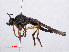  ( - RMNH.INS.551802)  @11 [ ] CreativeCommons - Attribution Non-Commercial Share-Alike (2013) Unspecified Naturalis Biodiversity Center