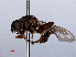  ( - RMNH.INS.551809)  @13 [ ] CreativeCommons - Attribution Non-Commercial Share-Alike (2013) Unspecified Naturalis Biodiversity Center