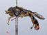  ( - RMNH.INS.551831)  @12 [ ] CreativeCommons - Attribution Non-Commercial Share-Alike (2013) Unspecified Naturalis Biodiversity Center