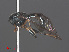  ( - RMNH.INS.551832)  @11 [ ] CreativeCommons - Attribution Non-Commercial Share-Alike (2013) Unspecified Naturalis Biodiversity Center