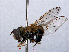  ( - RMNH.INS.551837)  @12 [ ] CreativeCommons - Attribution Non-Commercial Share-Alike (2013) Unspecified Naturalis Biodiversity Center