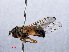  ( - RMNH.INS.551838)  @12 [ ] CreativeCommons - Attribution Non-Commercial Share-Alike (2013) Unspecified Naturalis Biodiversity Center