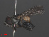  ( - RMNH.INS.551839)  @12 [ ] CreativeCommons - Attribution Non-Commercial Share-Alike (2013) Unspecified Naturalis Biodiversity Center