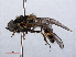 ( - RMNH.INS.551847)  @13 [ ] CreativeCommons - Attribution Non-Commercial Share-Alike (2013) Unspecified Naturalis Biodiversity Center