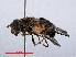  ( - RMNH.INS.551854)  @13 [ ] CreativeCommons - Attribution Non-Commercial Share-Alike (2013) Unspecified Naturalis Biodiversity Center