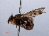  ( - RMNH.INS.551858)  @11 [ ] CreativeCommons - Attribution Non-Commercial Share-Alike (2013) Unspecified Naturalis Biodiversity Center
