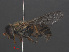  ( - RMNH.INS.551861)  @11 [ ] CreativeCommons - Attribution Non-Commercial Share-Alike (2013) Unspecified Naturalis Biodiversity Center