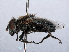  ( - RMNH.INS.551865)  @13 [ ] CreativeCommons - Attribution Non-Commercial Share-Alike (2013) Unspecified Naturalis Biodiversity Center