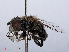  ( - RMNH.INS.551866)  @12 [ ] CreativeCommons - Attribution Non-Commercial Share-Alike (2013) Unspecified Naturalis Biodiversity Center