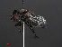  ( - RMNH.INS.551867)  @12 [ ] CreativeCommons - Attribution Non-Commercial Share-Alike (2013) Unspecified Naturalis Biodiversity Center