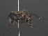  ( - RMNH.INS.551870)  @12 [ ] CreativeCommons - Attribution Non-Commercial Share-Alike (2013) Unspecified Naturalis Biodiversity Center