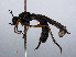  ( - RMNH.INS.551897)  @11 [ ] CreativeCommons - Attribution Non-Commercial Share-Alike (2013) Unspecified Naturalis Biodiversity Center