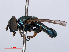  ( - RMNH.INS.551898)  @11 [ ] CreativeCommons - Attribution Non-Commercial Share-Alike (2013) Unspecified Naturalis Biodiversity Center
