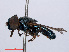  ( - RMNH.INS.551899)  @11 [ ] CreativeCommons - Attribution Non-Commercial Share-Alike (2013) Unspecified Naturalis Biodiversity Center