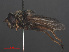  ( - RMNH.INS.551901)  @12 [ ] CreativeCommons - Attribution Non-Commercial Share-Alike (2013) Unspecified Naturalis Biodiversity Center
