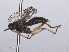  ( - RMNH.INS.551915)  @11 [ ] CreativeCommons - Attribution Non-Commercial Share-Alike (2013) Unspecified Naturalis Biodiversity Center