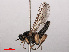  ( - RMNH.INS.551917)  @11 [ ] CreativeCommons - Attribution Non-Commercial Share-Alike (2013) Unspecified Naturalis Biodiversity Center