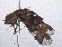  ( - RMNH.INS.551919)  @14 [ ] CreativeCommons - Attribution Non-Commercial Share-Alike (2013) Unspecified Naturalis Biodiversity Center
