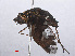  ( - RMNH.INS.551928)  @13 [ ] CreativeCommons - Attribution Non-Commercial Share-Alike (2013) Unspecified Naturalis Biodiversity Center