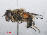  ( - RMNH.INS.551932)  @14 [ ] CreativeCommons - Attribution Non-Commercial Share-Alike (2013) Unspecified Naturalis Biodiversity Center