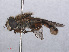  ( - RMNH.INS.551946)  @11 [ ] CreativeCommons - Attribution Non-Commercial Share-Alike (2013) Unspecified Naturalis Biodiversity Center