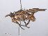  ( - RMNH.INS.551954)  @13 [ ] CreativeCommons - Attribution Non-Commercial Share-Alike (2013) Unspecified Naturalis Biodiversity Center
