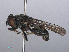  ( - RMNH.INS.551968)  @13 [ ] CreativeCommons - Attribution Non-Commercial Share-Alike (2013) Unspecified Naturalis Biodiversity Center